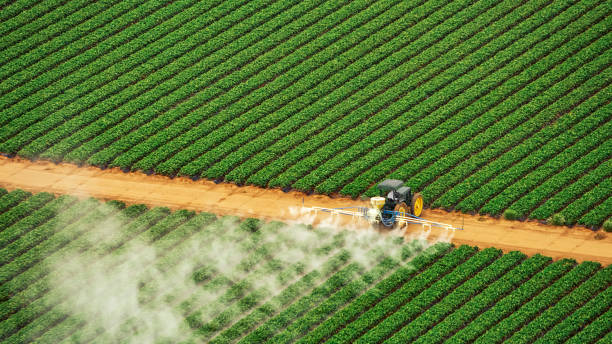 Best Termite Control Services  in Lynnville, IN