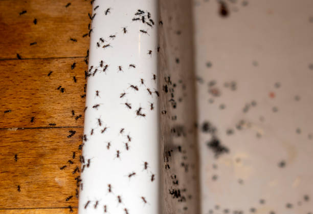 Wasp Removal Services in Lynnville, IN